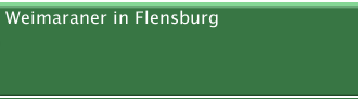 Weimaraner in Flensburg